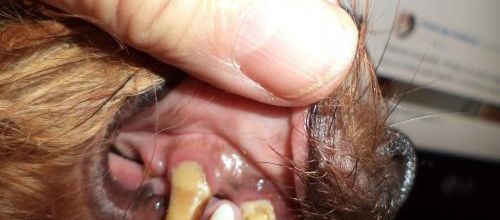 Le vétérinaire passera fin de journée