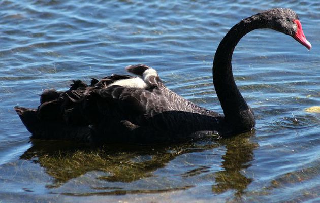 Dodo sur le dos de maman (ou de papa) - Ars-en-Ré - Ile de Ré - 17