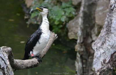 Ménagerie du jardin des Plantes : La grande volière : le Cormoran pie