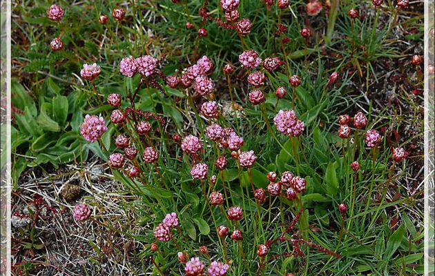 Armérie maritime, Flor de papel (Armeria maritima magallanes) - Estancia Cristina - Lago Argentino - Patagonie - Argentine