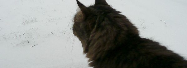 Les chats découvrent la neige dans le jardin