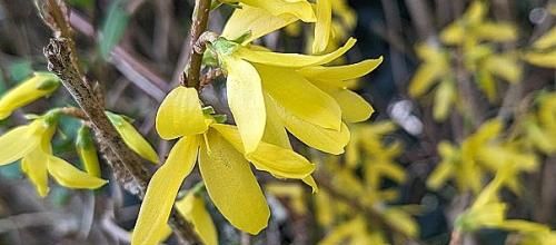 mes fleurs du mois de Mars et ++