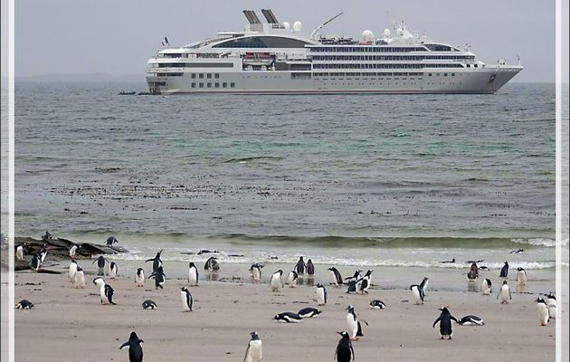 Un dernier Huîtrier de Garnot, un dernier Goéland de Scoresby avant d'embarquer sur un Zodiac qui va nous ramener sur le Lyrial - Saunders Island - Falkland (Malvinas, Malouines) - Grande-Bretagne