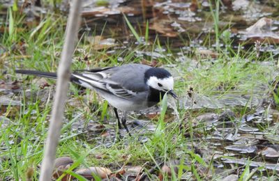 Les oiseaux de mon jardin : les bergeronnettes...