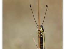 Ascalaphe ambré - Libelloides longicornis (Linnaeus, 1764)
