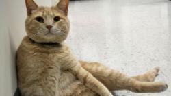 Tom le chat qui réconforte les patients en fin de vie.