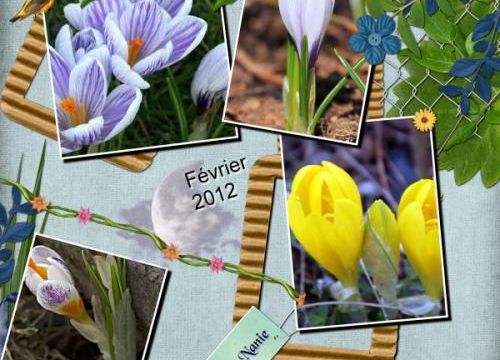 Crocus