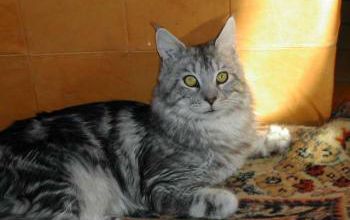 Contre le coup de chaleur du chat en été