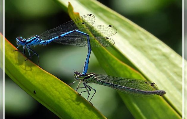Deux libellules amoureuses : Agrion jouvencelle (Coenagrion puella) - Lartigau - Milhas - 31