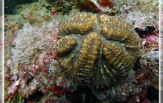 Corail Lobophylle corymbe, Brain root coral (Lobophyllia corymbosa) - Betalinjona (2ème Frère) - Nosy Tsarabanjina - Archipel Mitsio - Madagascar