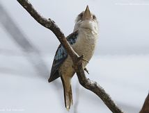 Martin-chasseur à ailes bleues