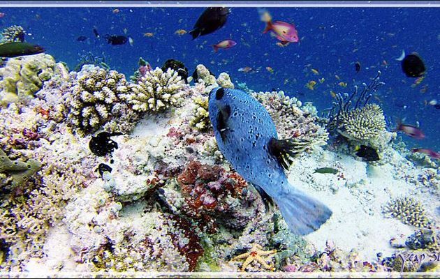 Poisson-ballon à taches noires ou Tétrodon jaune (ici spécimen bleu), Blackspotted puffer (Arothron nigropunctatus) - Kuda Faru Thila - Atoll d'Ari - Maldives