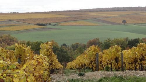 La Vigne aux Couleurs de l'Automne