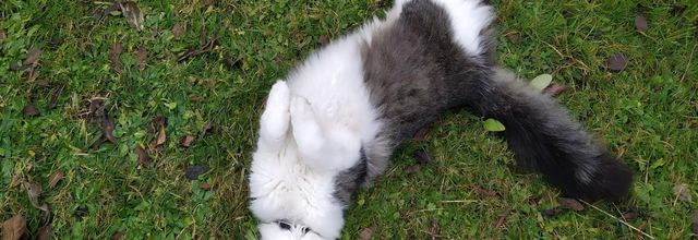 un beau chat chez nous