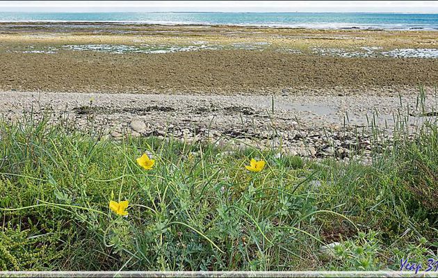 Glaucienne jaune ou pavot cornu (Glaucium flavum) - Loix-en-Ré - Ile de Ré - 17