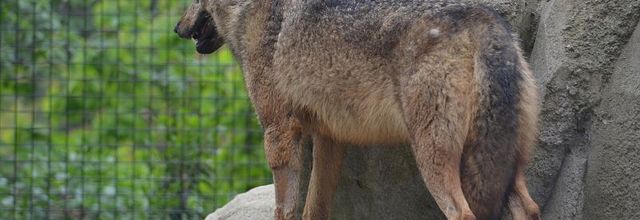 Parc Zoologique de Paris : Diabolo, le loup d'Espagne