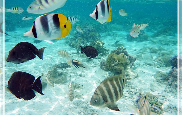 Par moments, ça grouille ! - Jardin de Corail - Motu Tautau - Taha'a - Polynésie française
