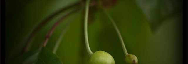 Le temps des cerises