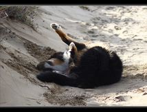 Roulades dans le sable...