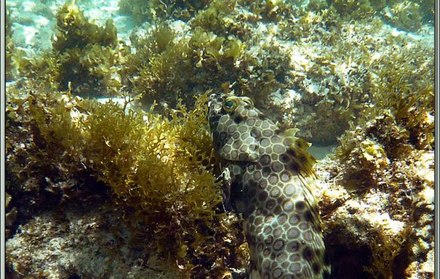 Mérou gâteau de cire ou Loche rayon de miel (Epinephelus merra) - Anse Marie-Louise - Mahé - Seychelles