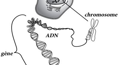 2 - Les Haplogroupes de l'ADN mitochondrial