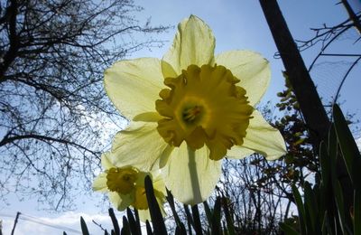 une fleur pour moi  lol lol  