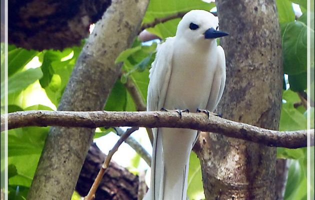Gygis blanche ou Sterne blanche, White Tern (Gygis alba) - Ile aux oiseaux - Vers la passe sud Tumakohua (Tetamanu) - Atoll de Fakarava - Tuamotu - Polynésie française