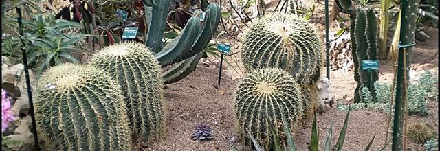 Parc Floral de Paris : L'Echinocactus grusonii