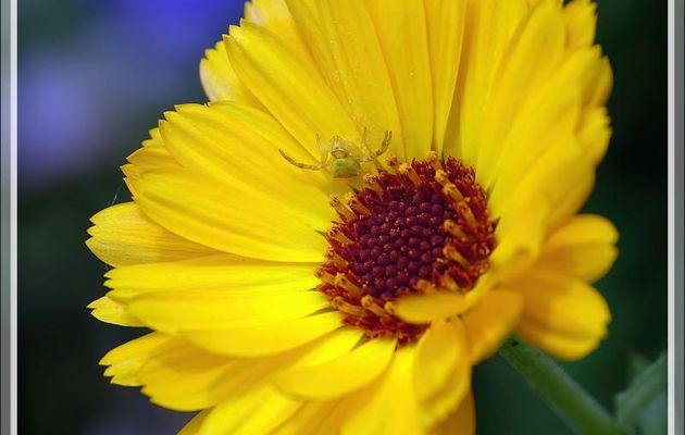 Bébé araignée crabe Thomise enflée jaune (Thomisus onustus) - Lartigau - Milhas - 31