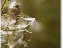 Quand l'Automne s'installe...