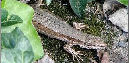 Lézard en liberté