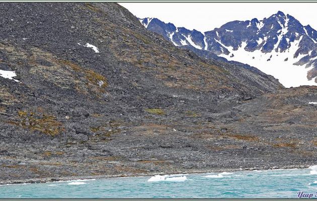 Rencontre avec le seigneur de l'Arctique : l'ours polaire - Magdalenfjord - Spitzberg - Svalbard - Norvège