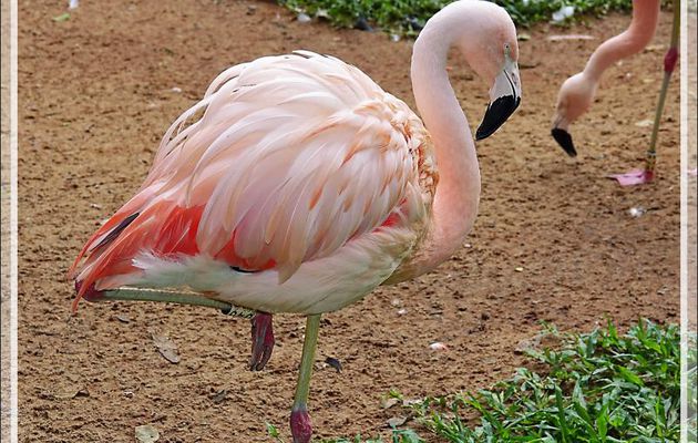 Flamant du Chili, Chilean flamingo (Phoenicopterus chilensis) - Parque das Aves - Foz do Iguaçu - Brésil