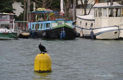 Bassin de la Villette : les Grands Cormorans sont de retour !