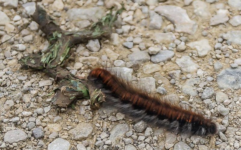 Les cercles de  l'Aire