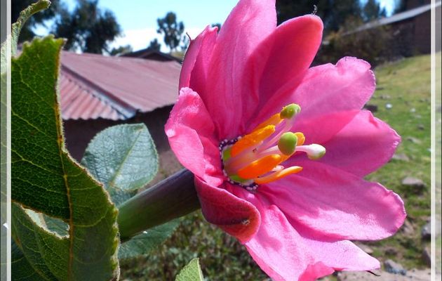 Fleur de la passion "Passiflora mixta" ou Curuba - Ile Taquile - Lac Titicaca - Pérou
