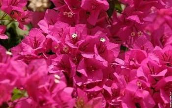Le bougainvillier