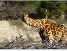 Girafe du Niger (Giraffa camelopardalis peralta)