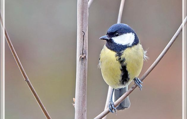 Mésange charbonnière, Great Tit (Parus major) + Pinson des arbres, Common Chaffinch (Fringilla coelebs) + Pinson du Nord, Brambling (Fringilla montifringilla) - Lartigau - Milhas - 31