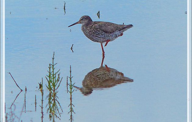 Chevalier gambette, Common Redshank (Tringa totanus) - Les Portes-en-Ré - Ile de Ré - 17