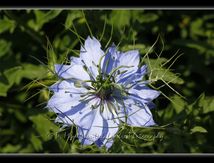 Nigelle de Damas
