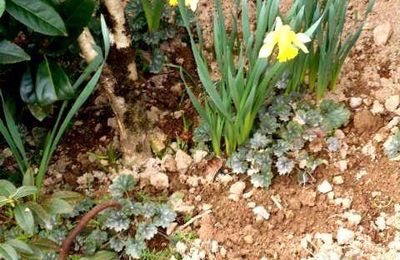 2021, La douceur de Février , si on jardinait  