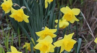 Couleurs de printemps au jardin
