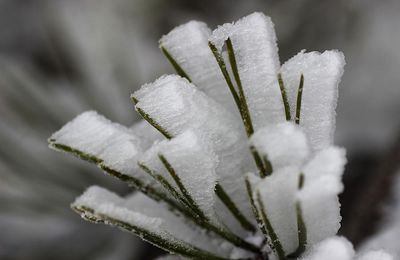 Quand le vent et la neige jouent ensemble...