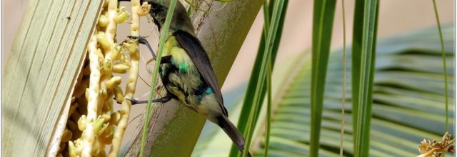 LES  OISEAUX  DU  SENEGAL