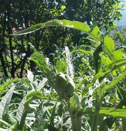 Dans mon jardin