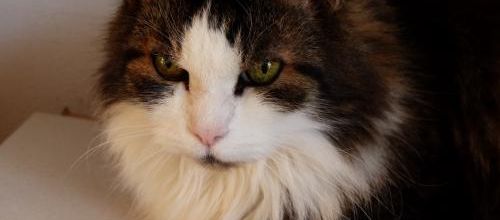 Pourriez-vous voter pour ma Poussette?