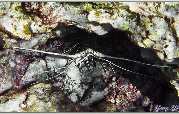 J'ai retrouvé, au milieu des coraux, la langouste tapie dans son trou. Si le trou est bien le même pas sûr pour la langouste - Anse Takamaka - Mahé - Seychelles