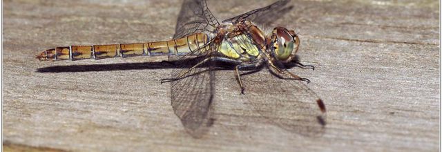 Sympétrum Strié (1) - Sympetrum striolatum / Femelle
