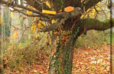 Cerisier d'automne